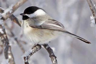 Black Capped Chickadee